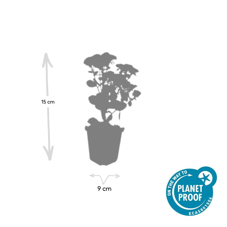60 Sedum 'Herbstfreude' - ↕10-25cm - Ø9cm