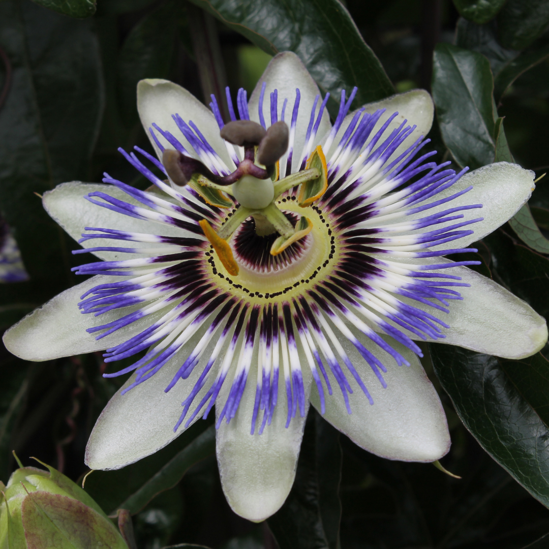 Passiflora caerulea (Passiflora) – vaso P9 – pianta rampicante esotica fiorita 3x
