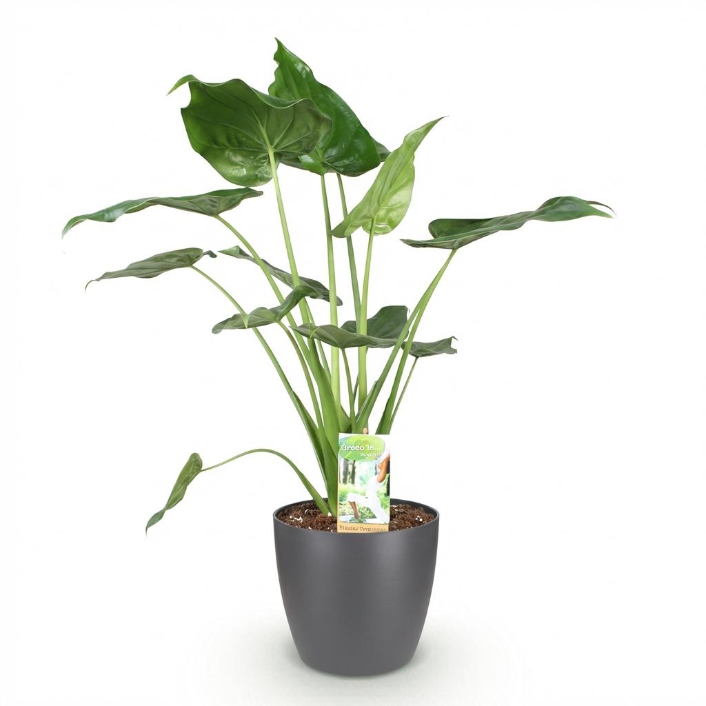 Alocasia Cucullata - Olifantsoor - met Potter Grijs - Pot 21cm - Hoogte 65-70cm