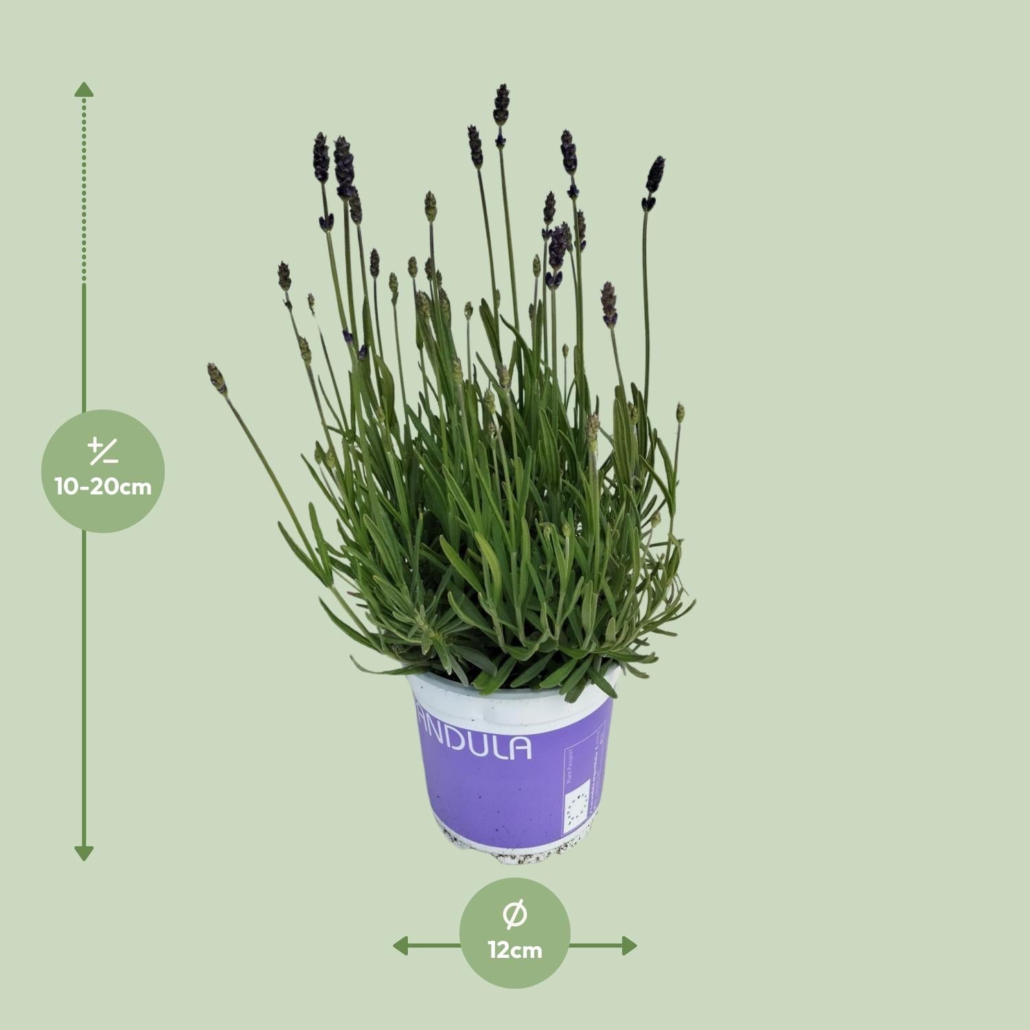 Lavanda Lavandula Hidcote Blu Blu - Ø12cm - ↕20cm