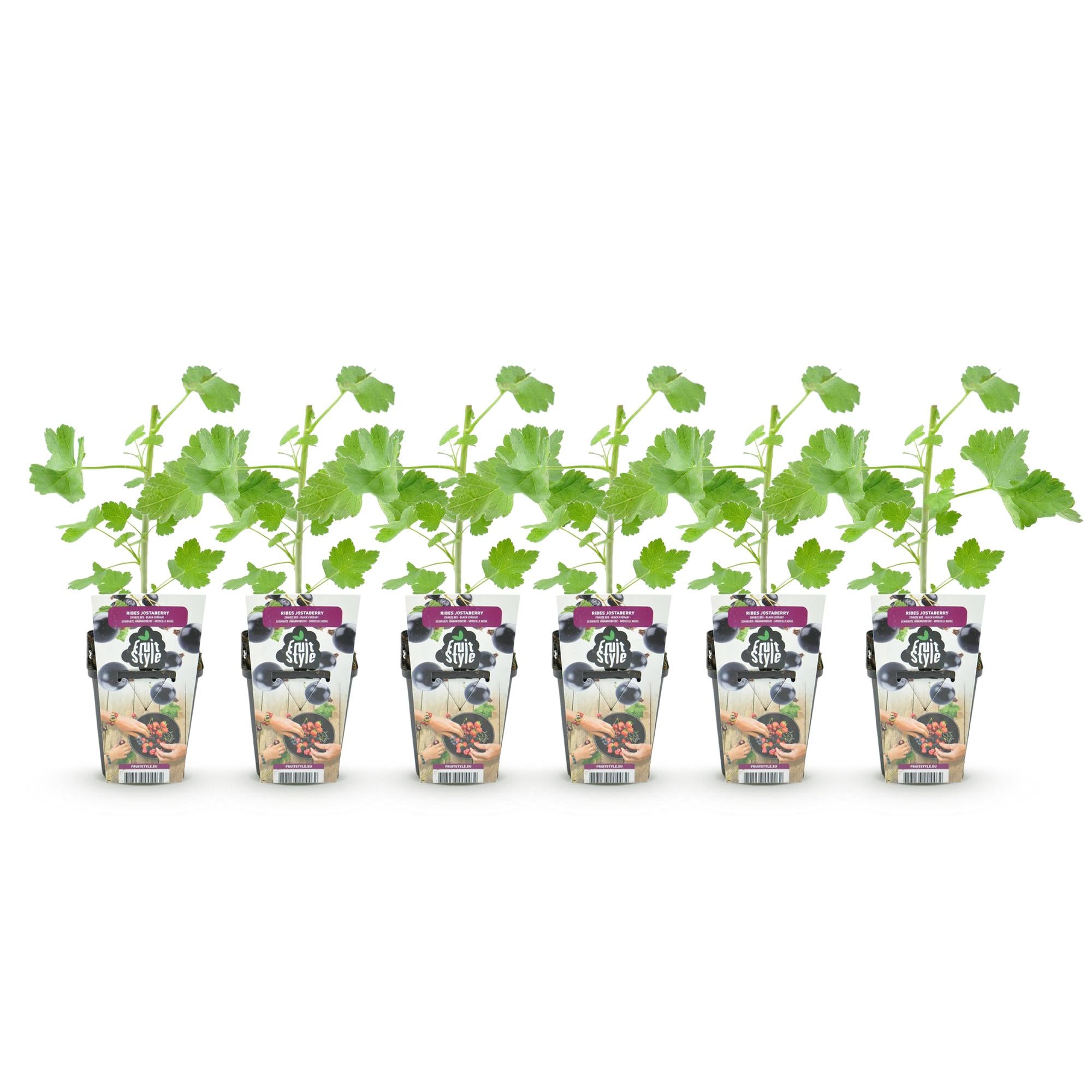 Jostabes - Ribes Jostabes - Winterhard - 6 Planten - Pot 9 cm - Zwarte Bes