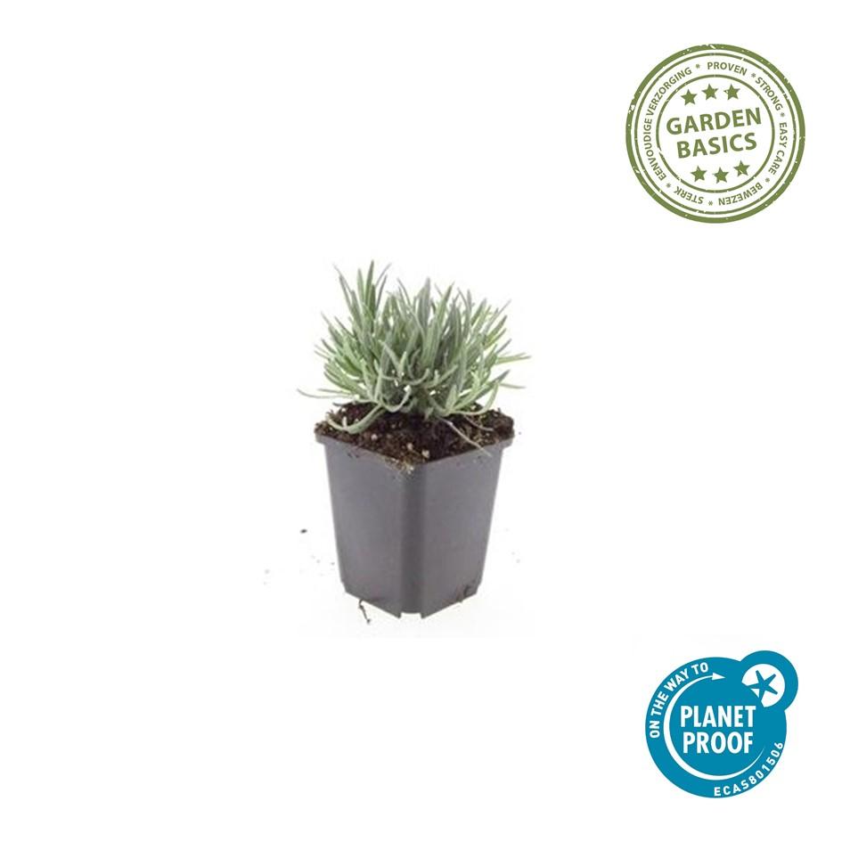 12x Lavandula int. 'Edelweiss' - ↕10-25cm - Ø9cm