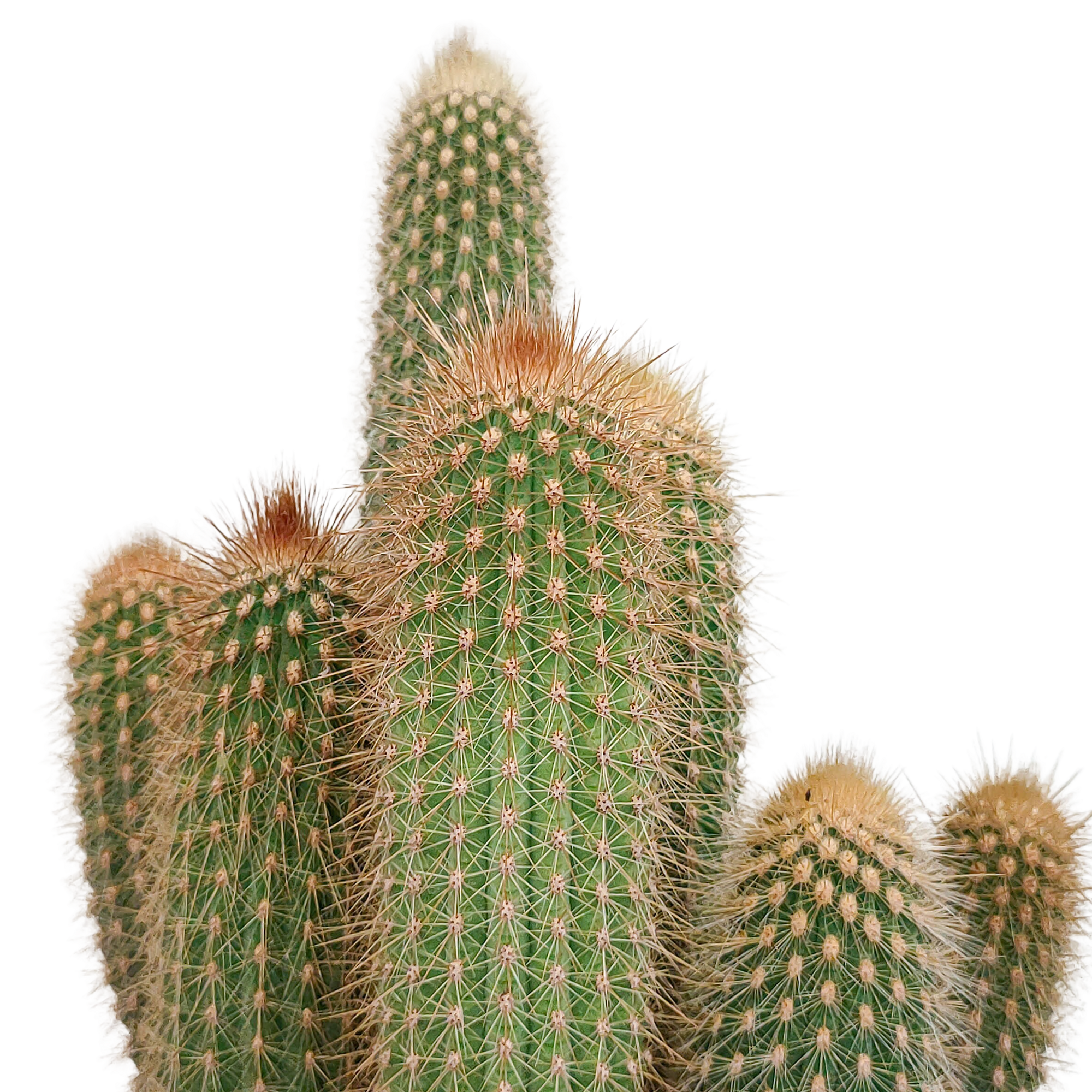Vatricania guentheri 17 cm - without pot