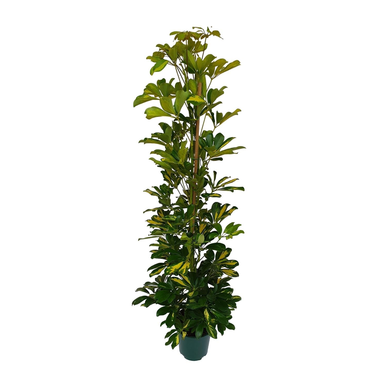 Schefflera Arboricola Gerda - Ø20cm - ↕90cm