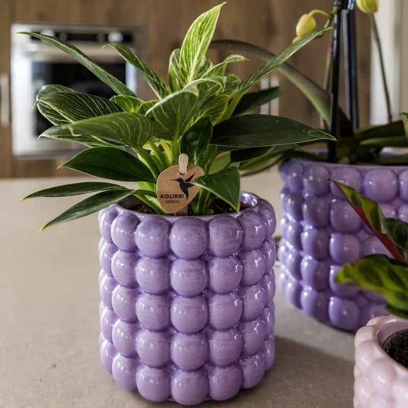 Kolibri Greens | Philodendron White Measure - Ø9cm