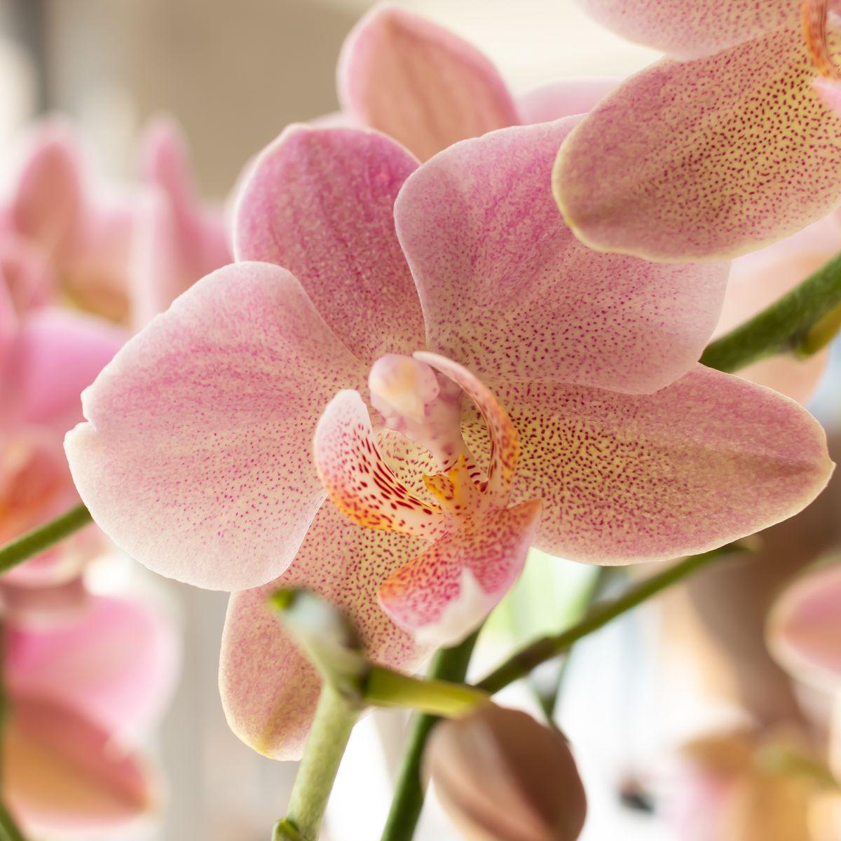 Kolibri Orchids | Orchidea Phalaenopsis rosa antico - Jewel Treviso - Dimensioni vaso Ø12cm | Pianta da appartamento fiorita - Fresca dal coltivatore