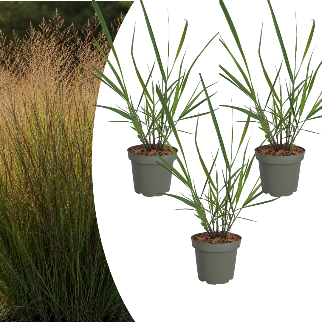 3x Panicum virgatum ‘Rotstrahlbusch’ – Siergras met warme herfstkleuren | Potmaat 12 cm