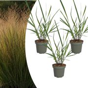 3x Panicum virgatum ‘Rotstrahlbusch’ – Siergras met warme herfstkleuren | Potmaat 12 cm