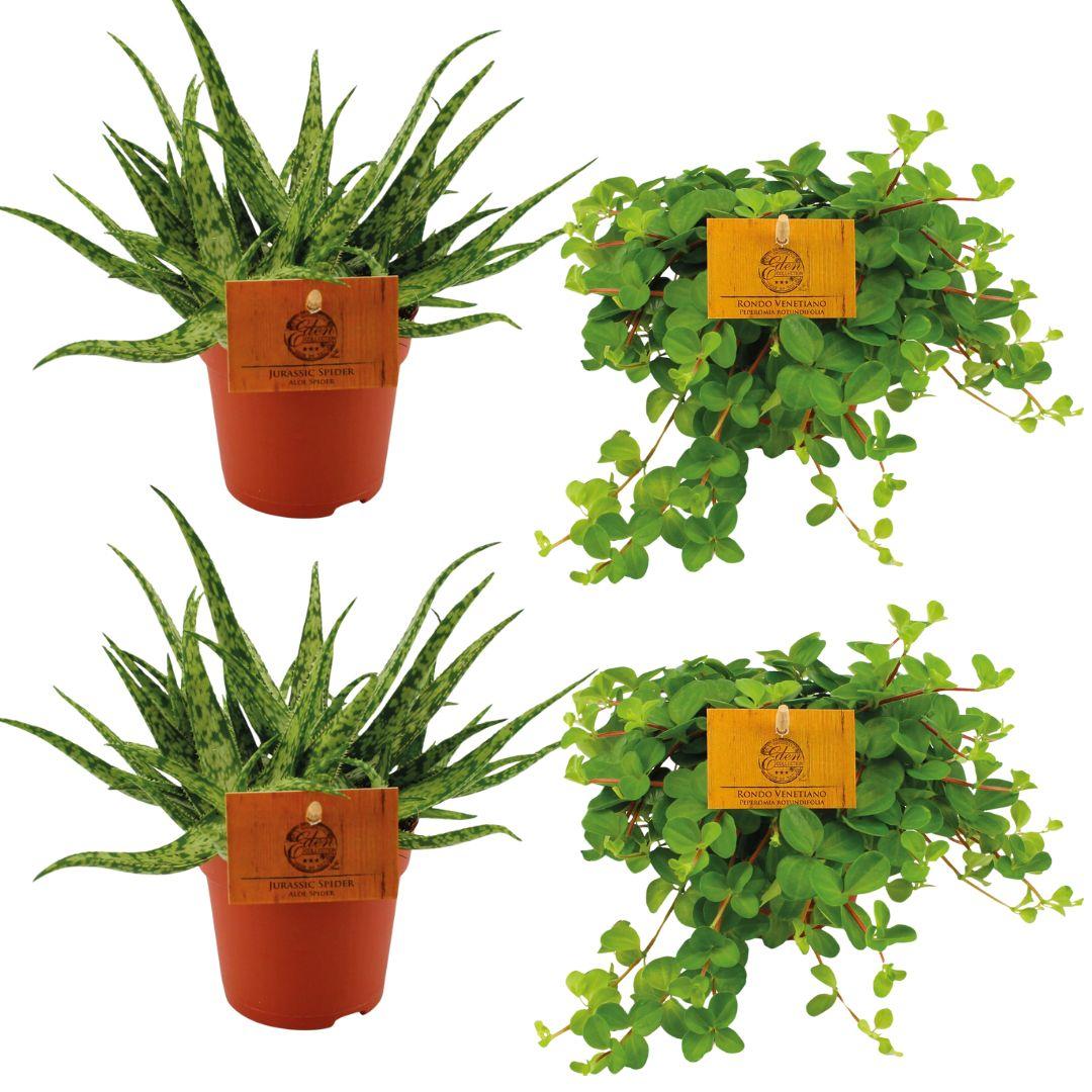 2x Aloe Spider + 2x Peperomia Rotundifolia - 4 pezzi - Ø10,5cm - ↕10cm