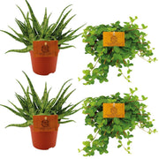 2x Aloe Spider + 2x Peperomia Rotundifolia - 4 pezzi - Ø10,5cm - ↕10cm
