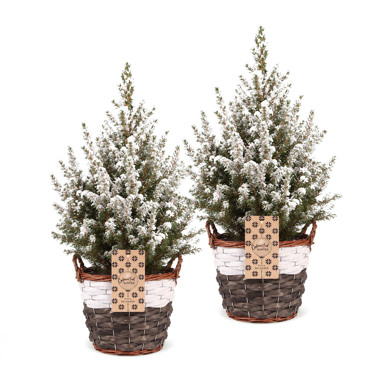 Picea glauca Conica - 2x Kegelspar - Groen - Wit - Kerstboom - incl. mand - Ø17cm - ↕65cm