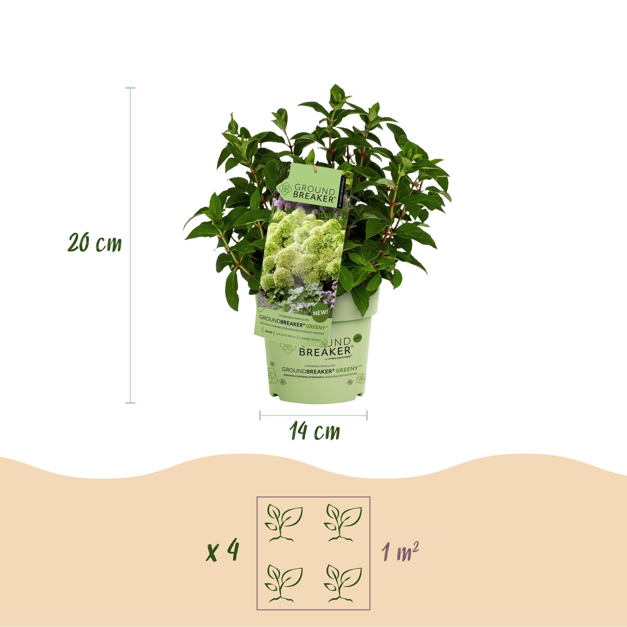 Hydrangea panniculata Groundbreaker Greeny - Pluimhortensia - Winterhard - Creme - 4 Planten - Pot 14cm -Hoogte 20-25cm