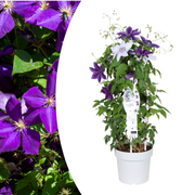 Clematis Double Up Barnadine + Masa 23cm
