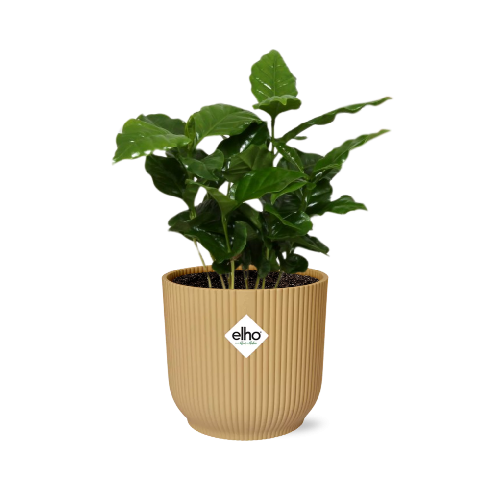 Café Arabica ELHO Vibes Fold 14cm jaune