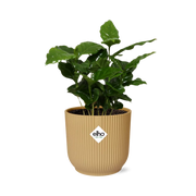 Café Arabica ELHO Vibes Fold 14cm jaune