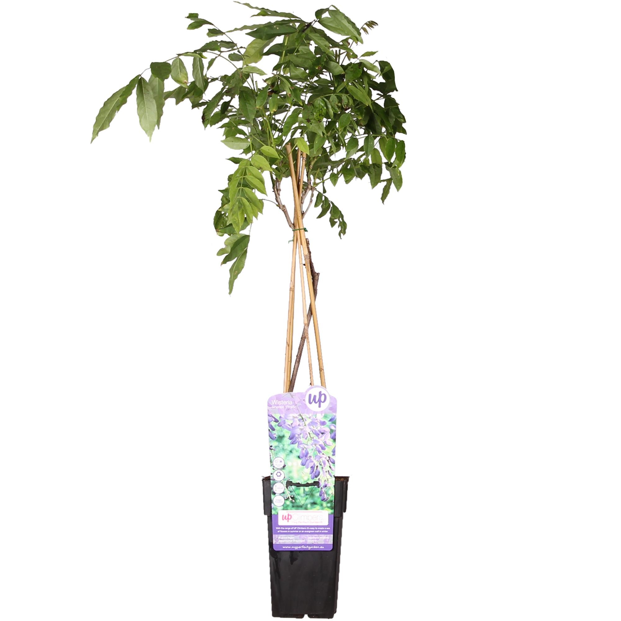 Wisteria sinensis 'Prolific' - Blue Rain - Ø15cm - ↕65cm