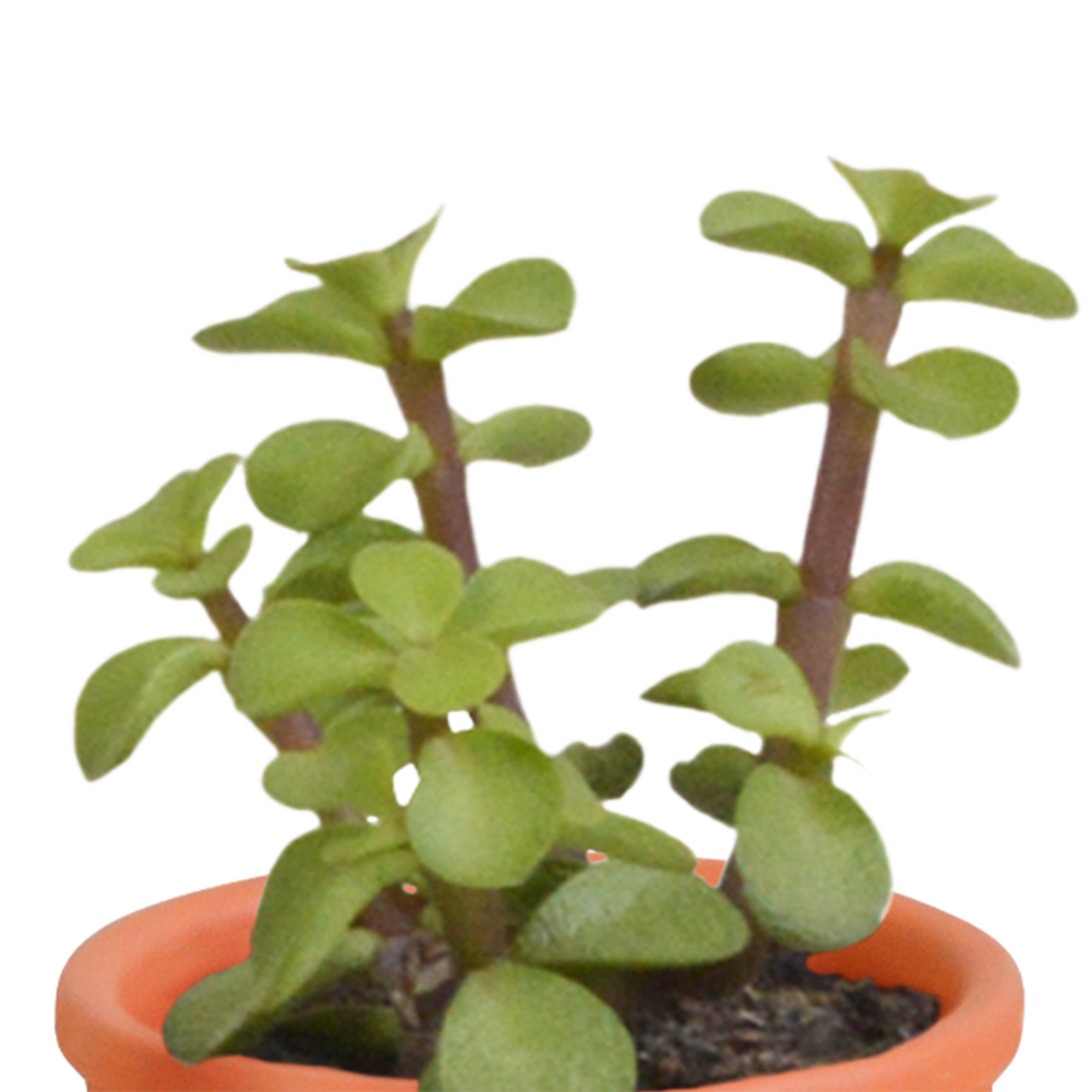Mix di cactus e piante grasse 5,5 cm | 15 pezzi - in vaso di terracotta