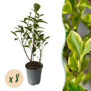 Ligustrum ovalifolium Aureum - blad geel groen - 8 planten - 1 strekkende meter - groenblijvend - pot  9cm hoogte 35-40cm
