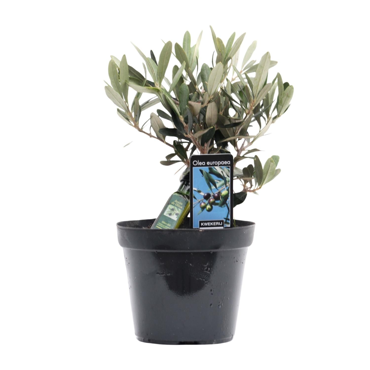 Olea Olive - Ø13cm - ↕25cm