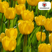 Bulbos de Tulipán Sun Frillz – Paquete de 20 | KH Flower Bulbs® | Tulipán amarillo con borde serrado – Alegre, único y divertido – Para jardín o maceta – Tamaño 11/12 – Recién cosechado