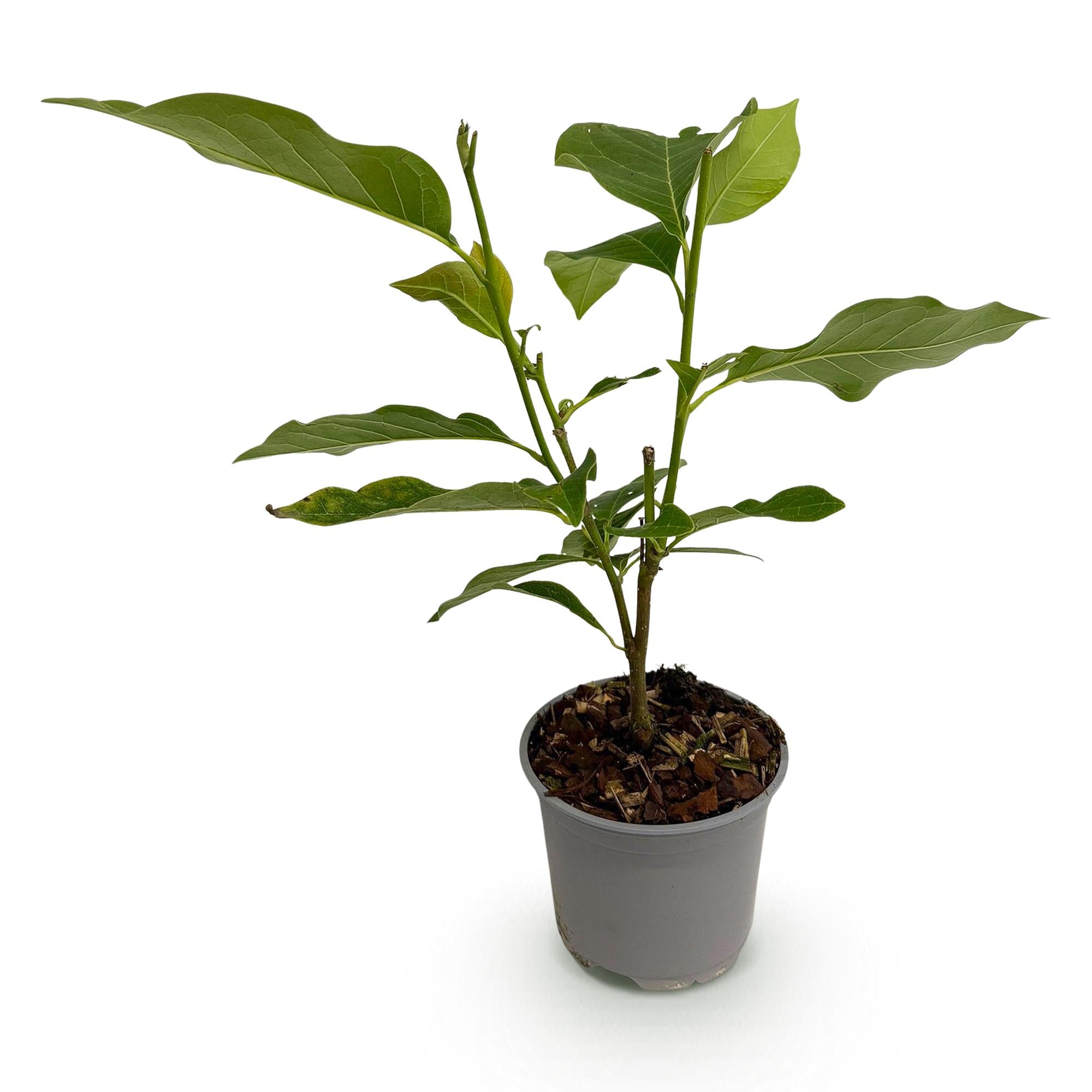 Magnolia Susan - Bloem Paars - 1 Plant - Bladverliezend - Weinig Onderhoud - Pot 12cm Hoogte 30cm