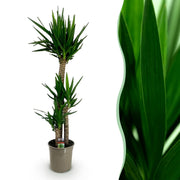 Yucca elephantipes - Weinig onderhoud - Groen - 1 - Pot 24cm - Hoogte 140cm