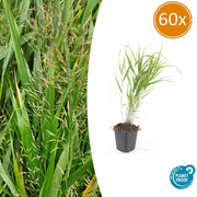 60x Hakonechloa macra - ↕10-25cm - Ø9cm