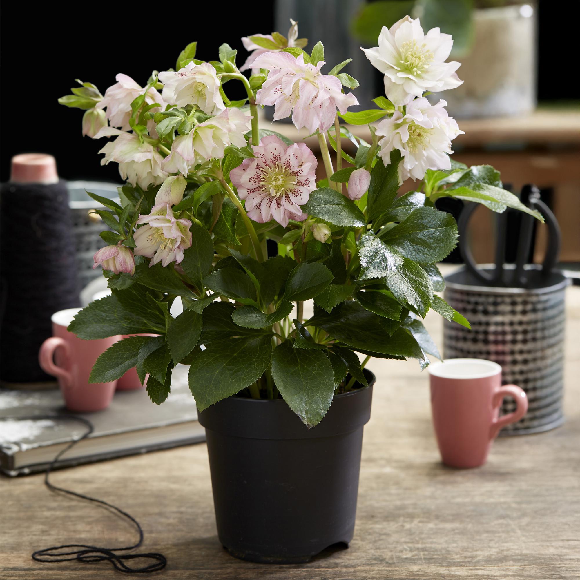 Lenten Rose - Helleborus orientalis Double Ellen Pink - Roze Bloem -2 Planten - Groenblijvend - Pot 14cm Hoogte 35cm