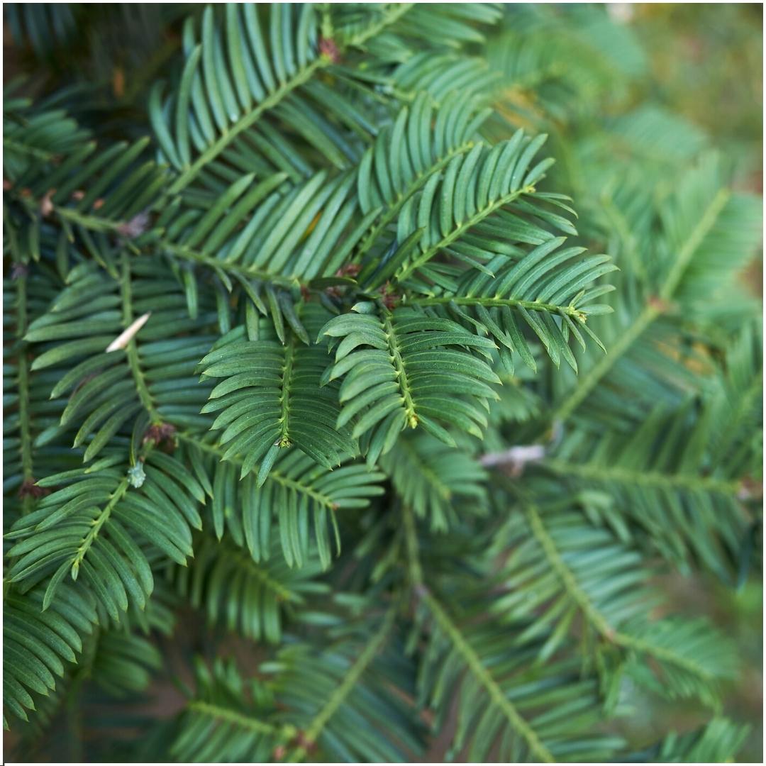 Plants By Frank - 1 meter Yew Hedge - Taxus baccata - Set of 6 winter-hardy hedge plants - Evergreen hedge - Freshly delivered from the nursery