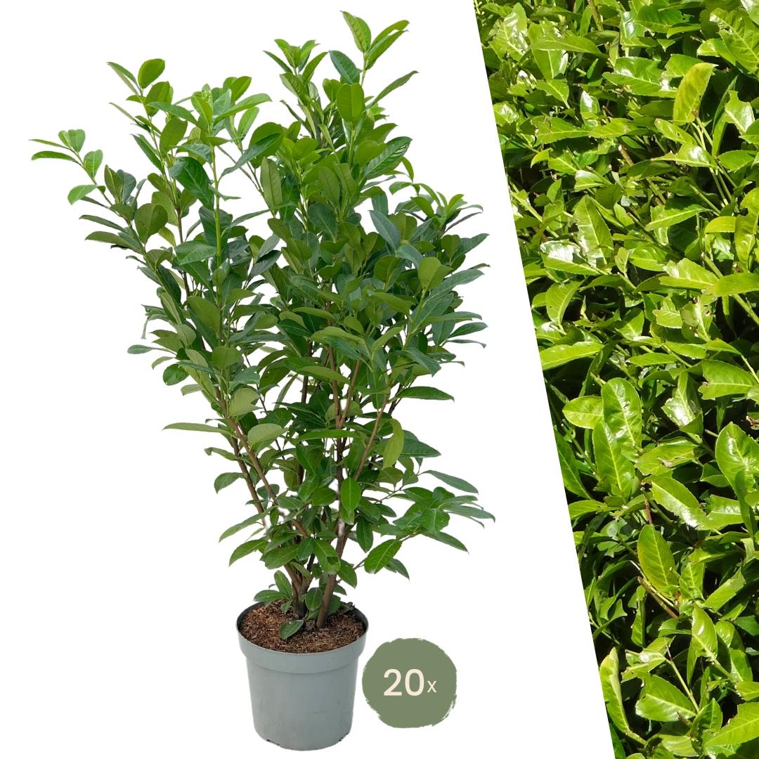 Großer Kirschlorbeer 'Rotundifolia' für eine 10 Meter hohe Hecke | - 15L - 20x | ↨ 125-150 cm