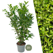 Großer Kirschlorbeer 'Rotundifolia' für eine 10 Meter hohe Hecke | - 15L - 20x | ↨ 125-150 cm