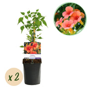 Green boutiQ – Trompetenblume (Campsis radicans Madame Galen) – Orangefarbene Blüte – Pflegeleicht – 2 Pflanzen – Topf: 11 cm, Höhe: 40 cm
