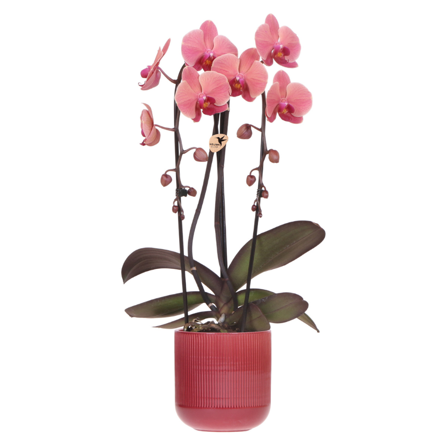 Kolibri Orchids | Narbonne Niagara Falls orchidee + Flare pot rood – potmaat Ø12 cm | bloeiende kamerplant – vers van de kweker