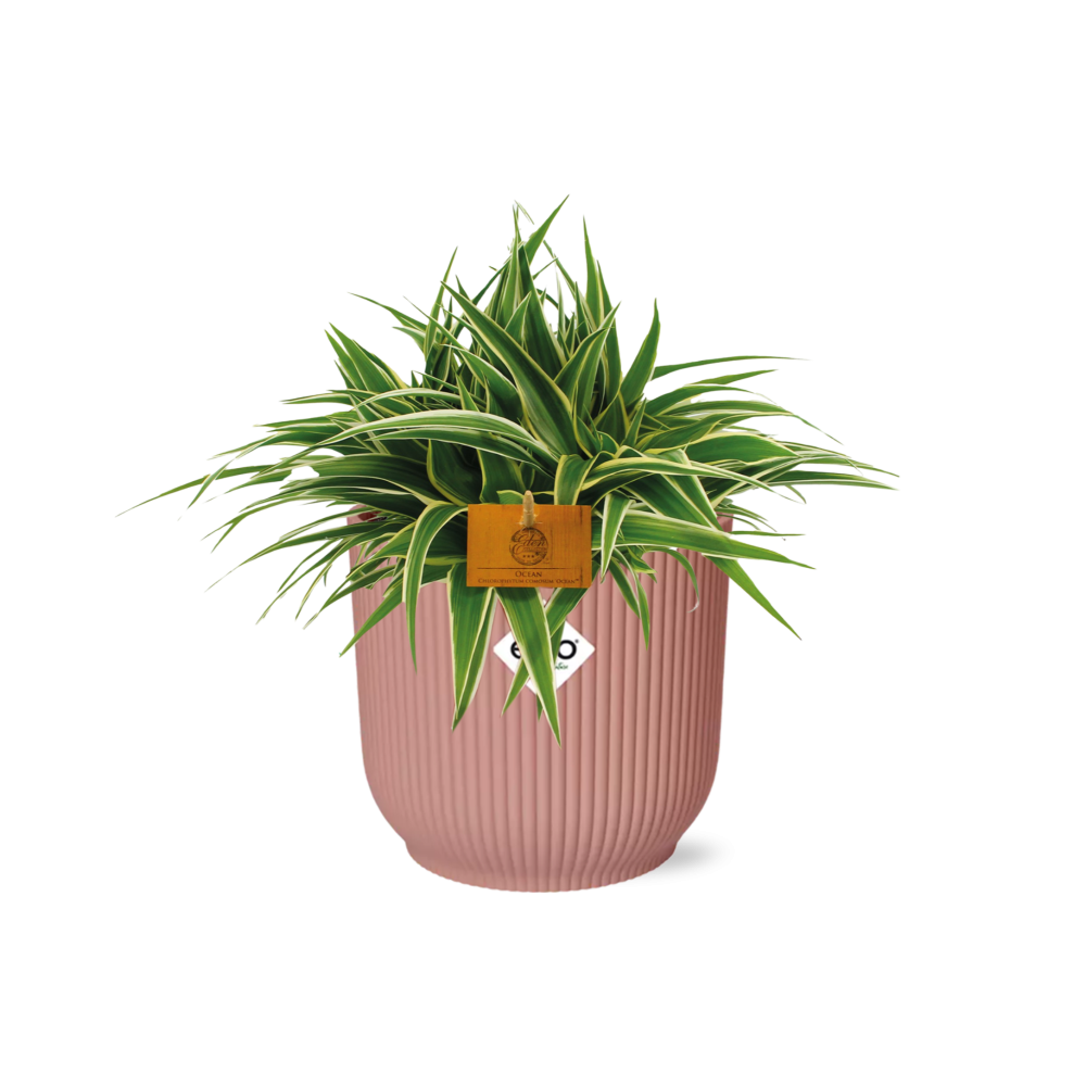 Chlorophytum Ocean 15 cm en ELHO Vibes Fold 16 cm rond rose délicat