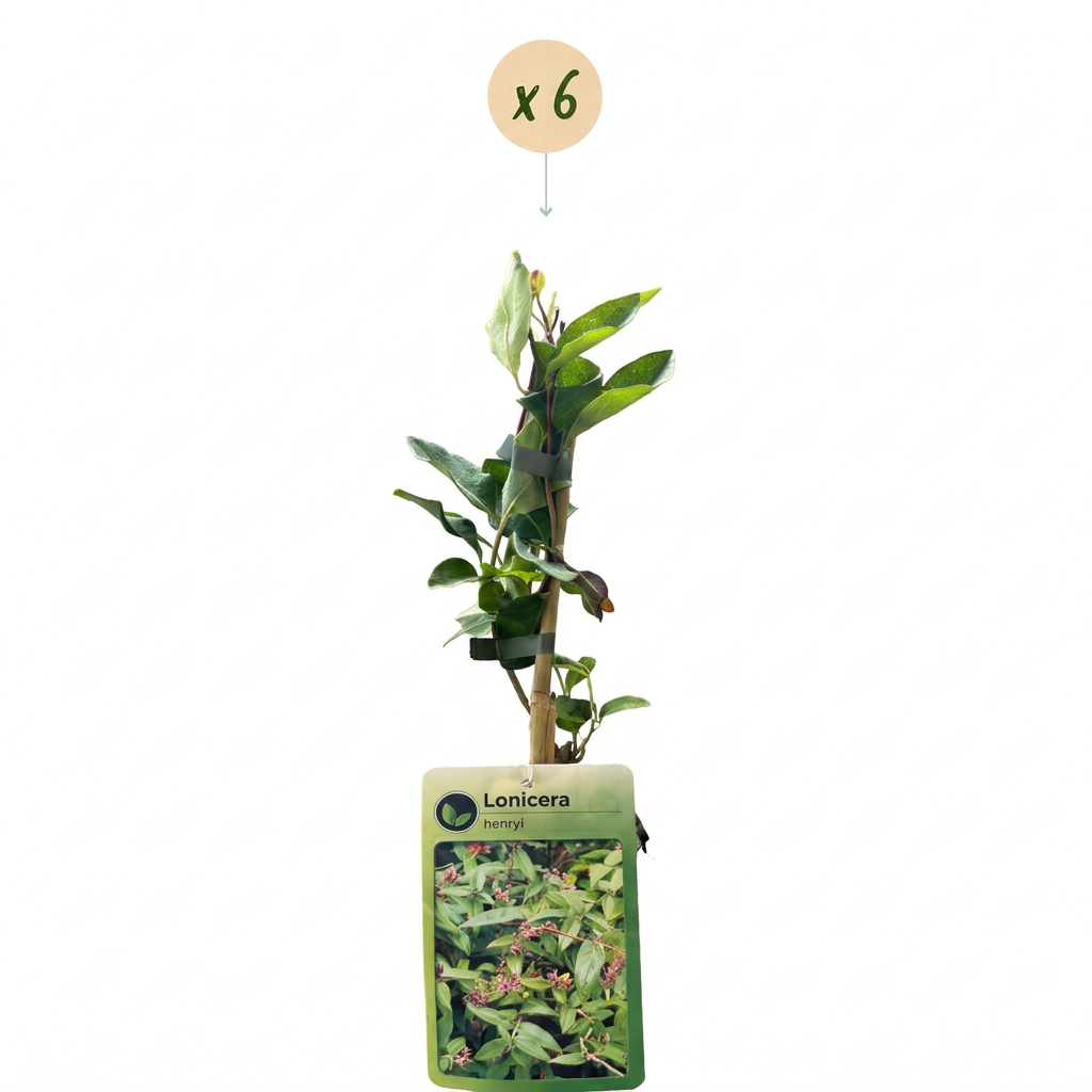 Lonicera henryi - Henrys kamperfoelie 6x - Geel - Rood - Klimplant - Ø9cm - ↕35cm