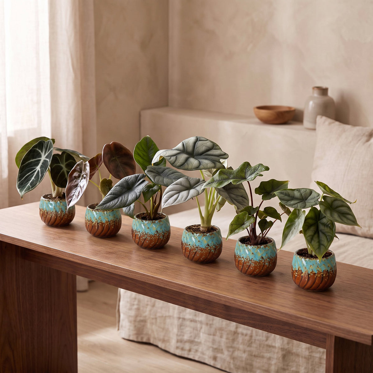 Baby Alocasia Familie 6x- Rood - Groen - Zwart - Zilver - Grijs - Tropisch - incl. Copper Reef - Ø6cm - ↕12cm