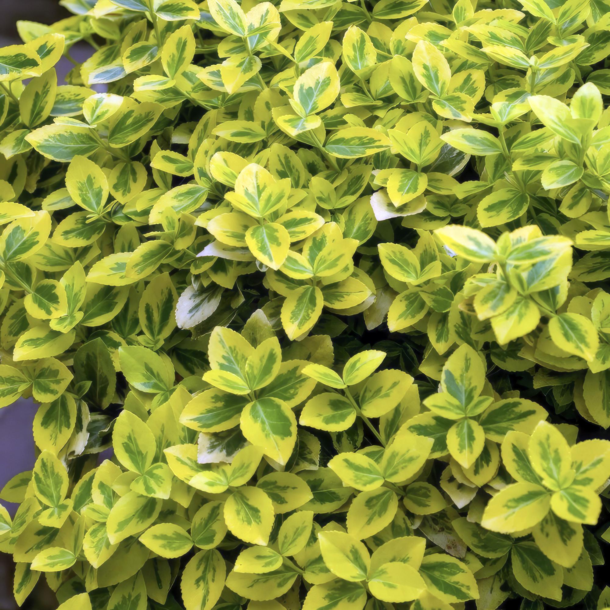 60x Euonymus fort. 'Emerald 'n Gold' - ↕10-25cm - Ø9cm