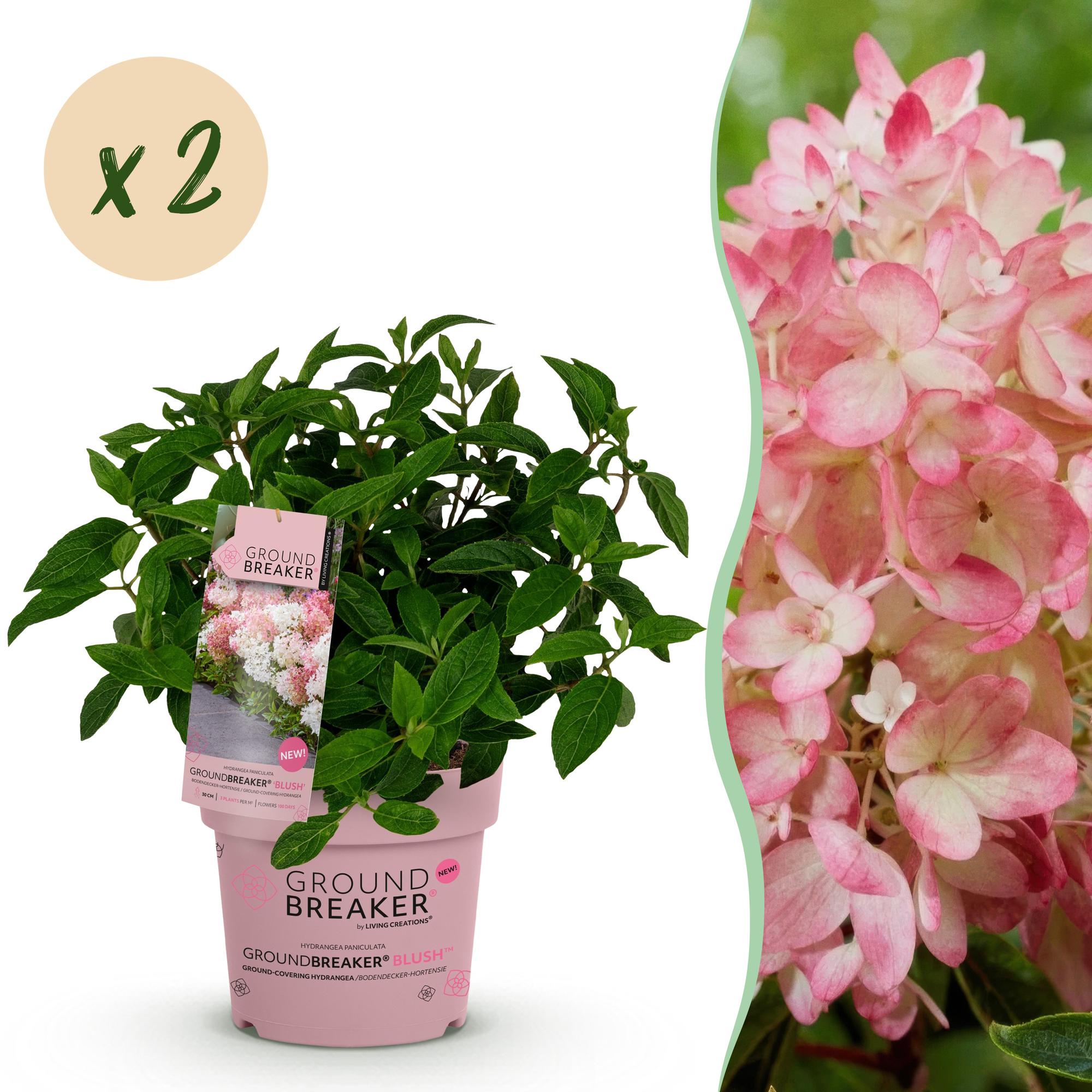 Hydrangea panniculata Groundbreaker Blush - Pluimhortensia - Winterhard - Roze - 2 Planten - Pot 14cm - Hoogte 20-25cm
