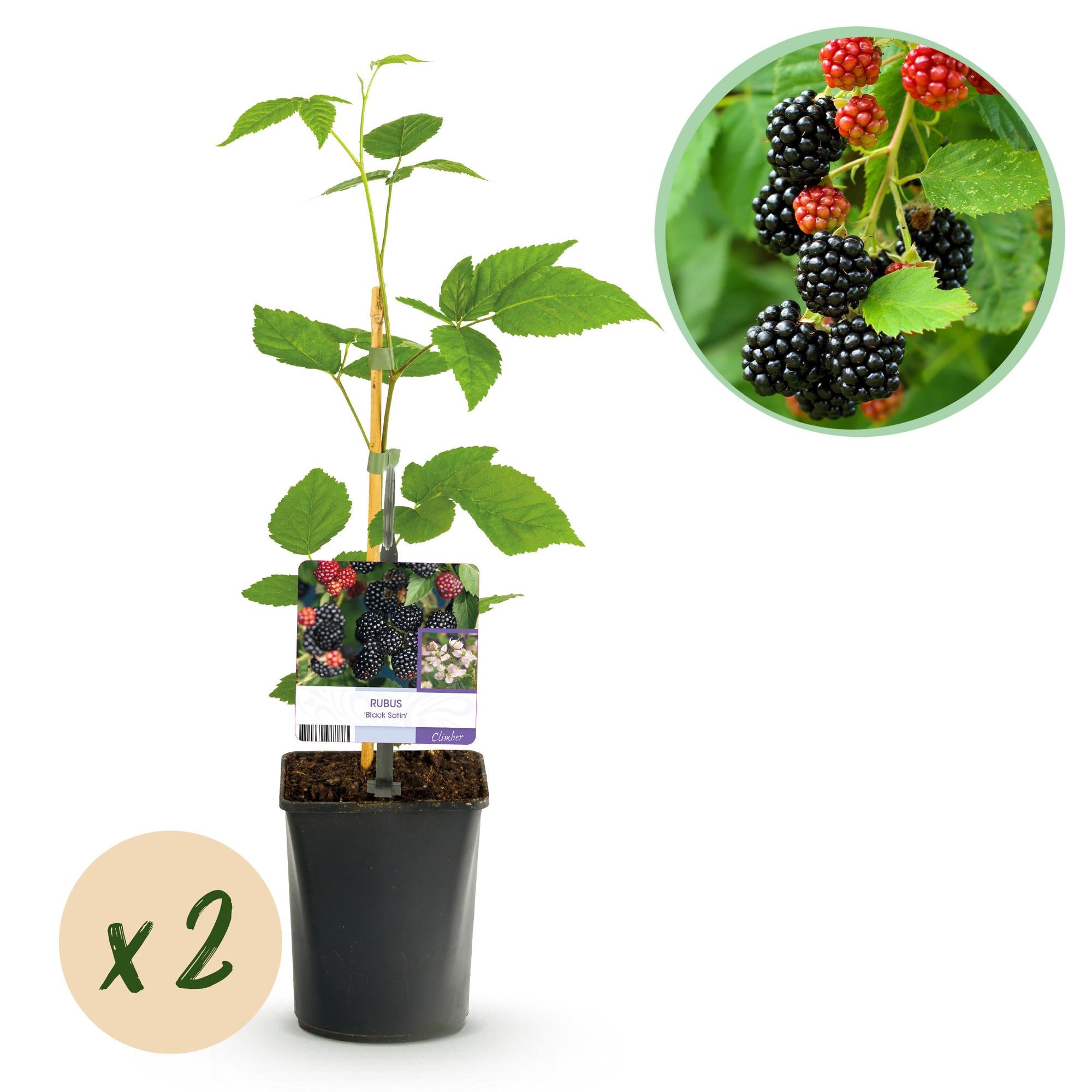 Green boutiQ - Pianta da frutto - Mora - Rubus Black Satin - Mora - Senza spine - 2 piante - Vaso 11 cm Altezza 40 cm