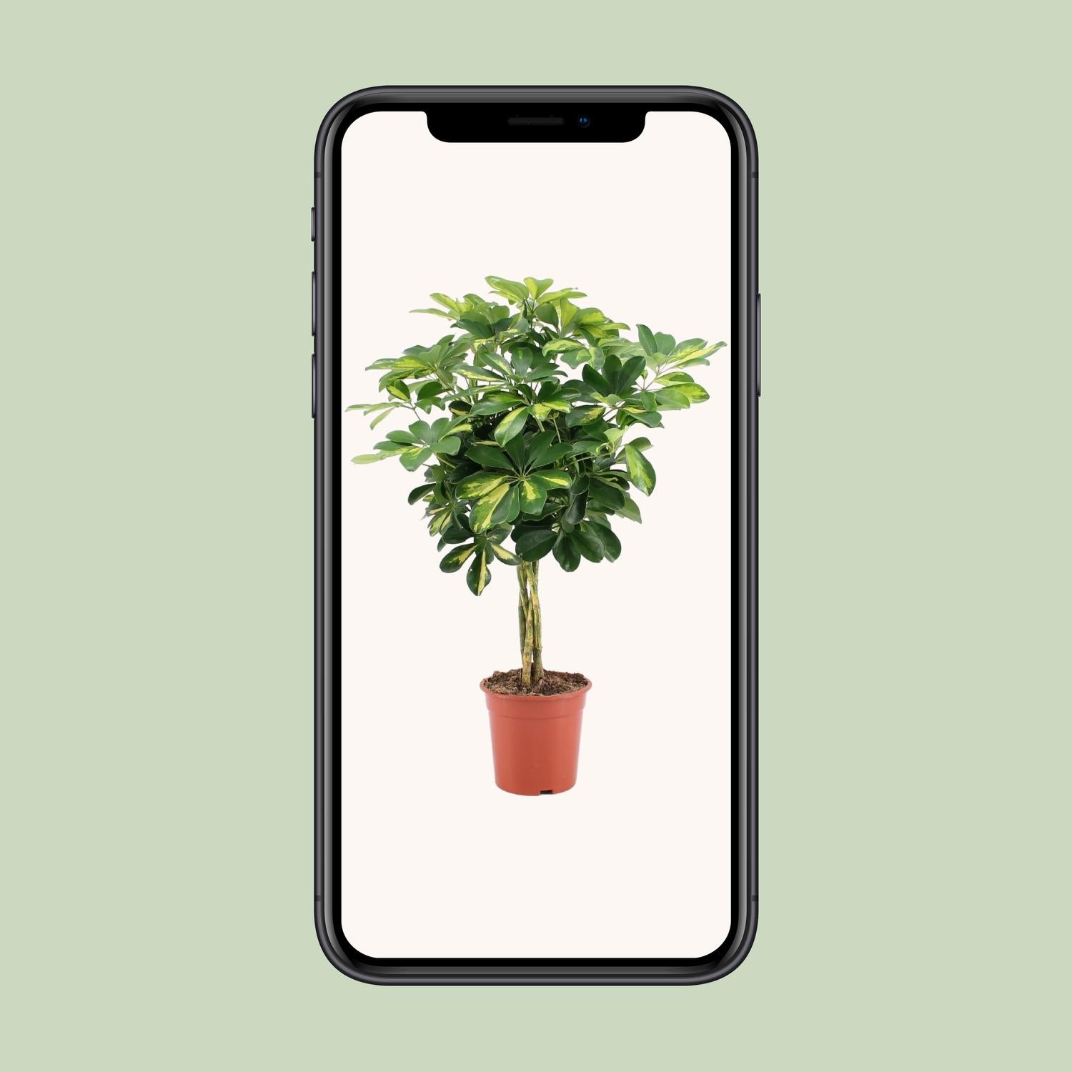 Schefflera Arboricola Capella Or - Ø19cm - ↕75cm