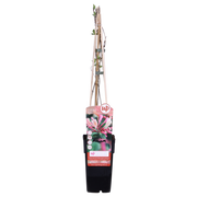 4x - Lonicera periclymenum 'Belgica' - ↨65cm - Ø15