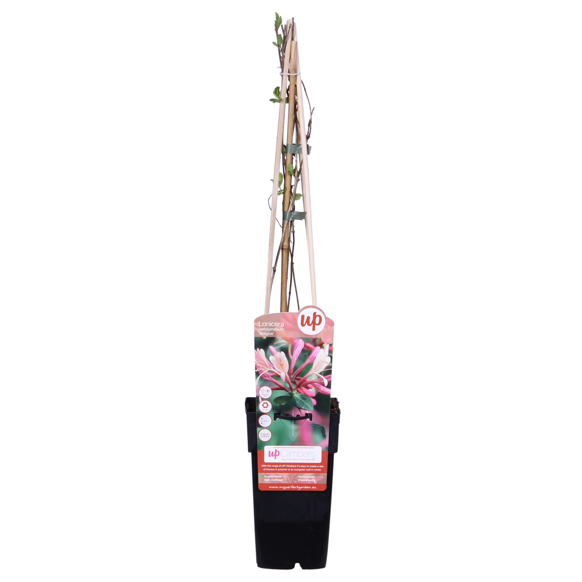 4x - Lonicera periclymenum 'Belgica' - ↨65cm - Ø15