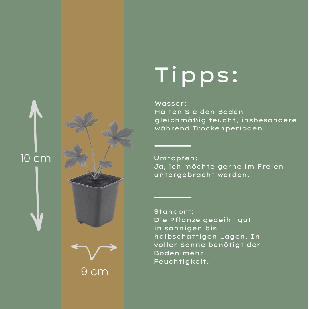 12x Astrantia major - ↕10-25cm - Ø9cm