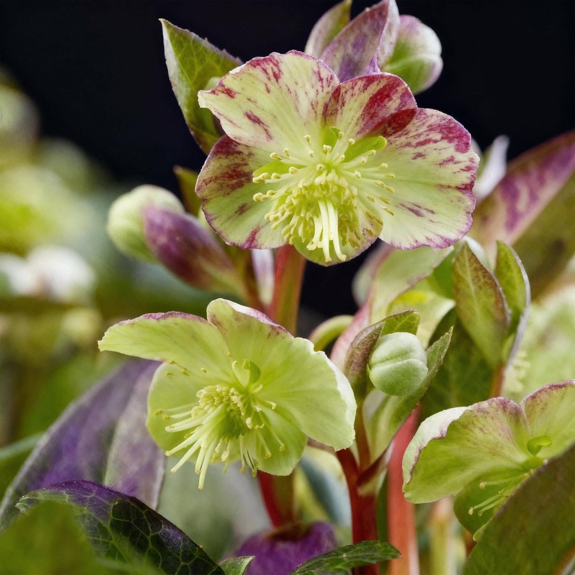 Lenten Rose - Helleborus lividus Purple Marble - Paarse Bloem -2 Planten - Groenblijvend - Pot 14cm Hoogte 35cm