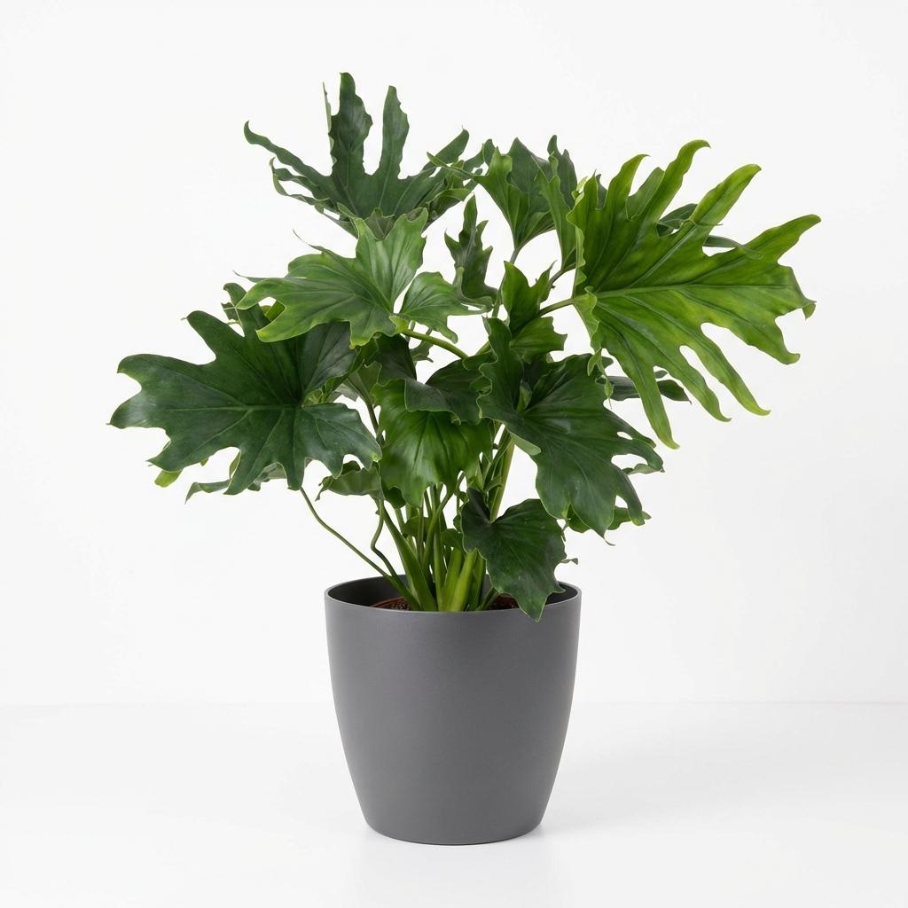 Philodendron - Philodendron Lickety split - Groen - Weinig onderhoud - 1 Plant - met Potter Grijs - Pot 19cm - Hoogte 70cm