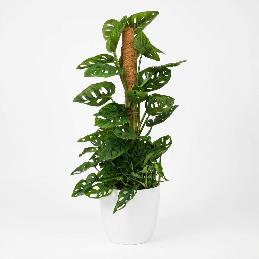 Monkey Mask - Monstera Andansonii Mosstok - Groen - Weinig onderhoud - 1 Plant - met Potter Wit - Pot 19cm - Hoogte 90cm
