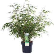 Fargesia rufa - Bambù non invasivo - Ø29cm - ↕80cm - Ø19 - ↨60cm
