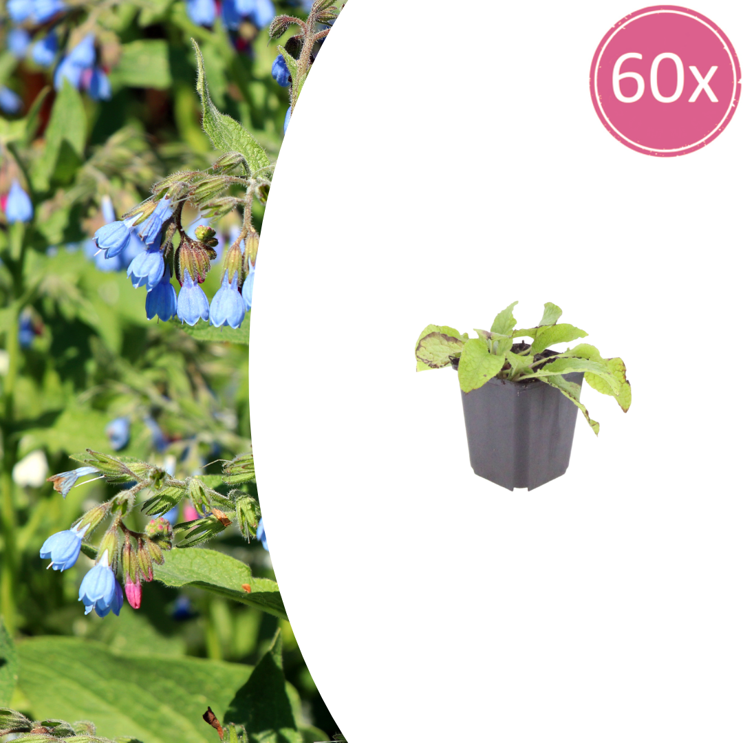60x Symphytum grand. 'Wisley Blue' - ↕10-25cm - Ø9cm