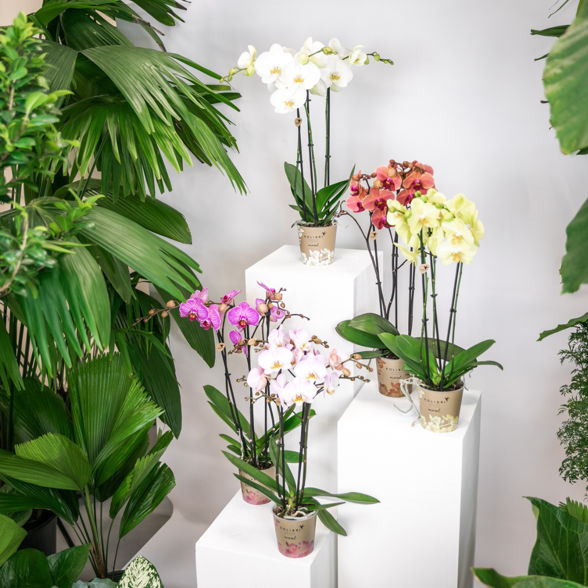 Kolibri Orchids - Surprise box mix - plant advantage box - surprise box with 4 different orchids 12cm - fresh from the grower
