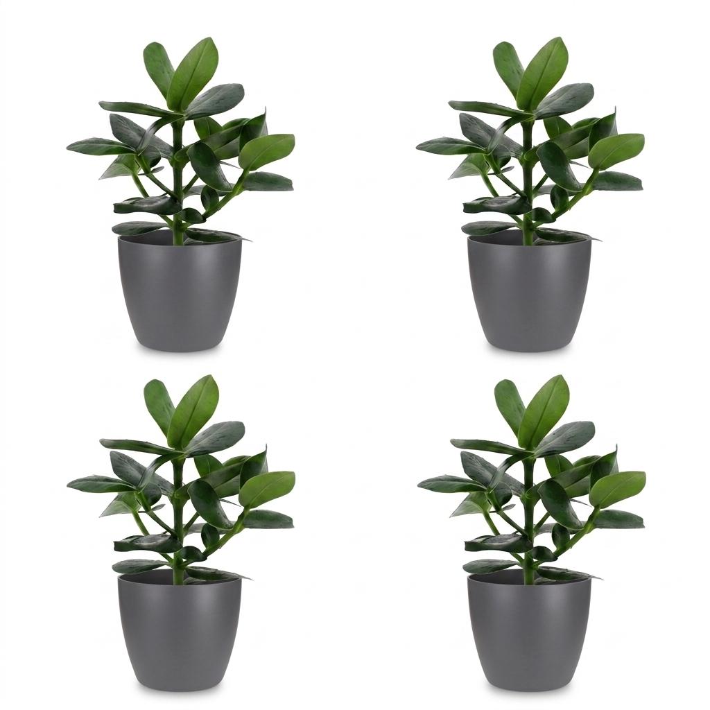 Clusia Princess - Clusia - 4x - met Potter Grijs - Pot 12cm - Hoogte - 40cm